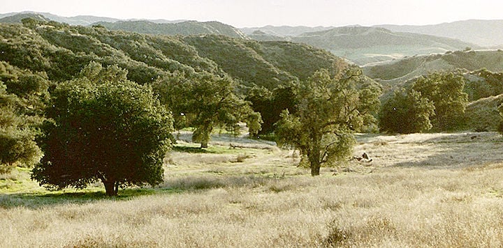 Oaks in Live Oak Canyon